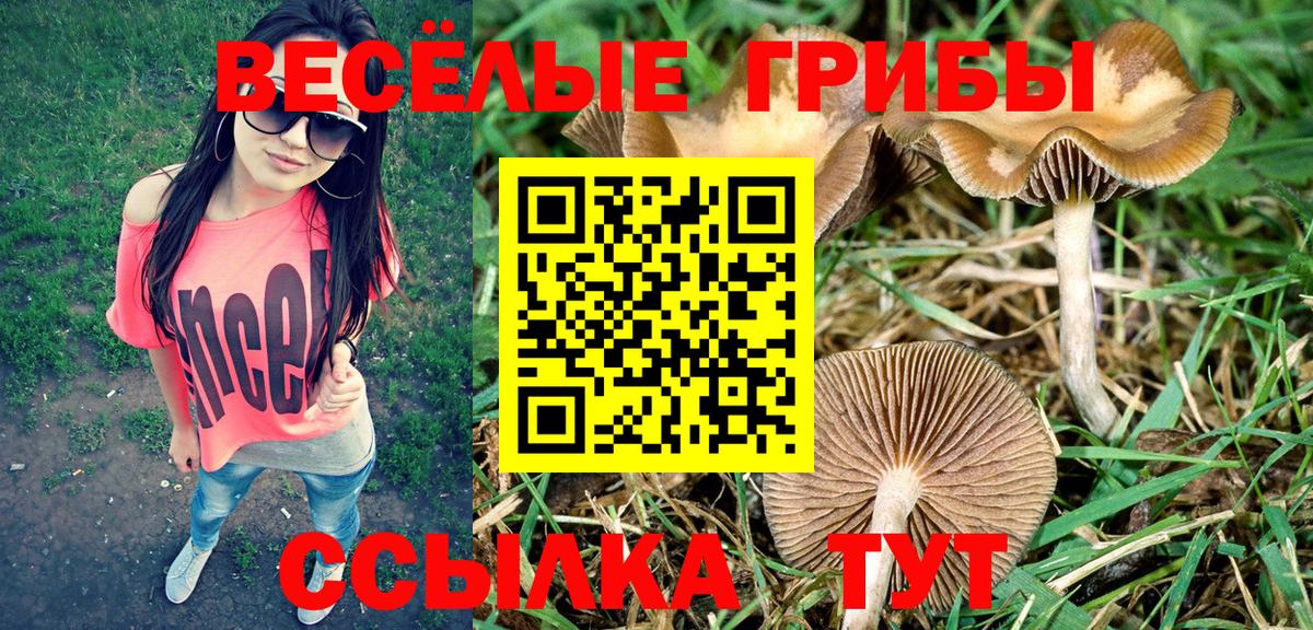 Псилоцибиновые грибы Cubensis Прокопьевск
